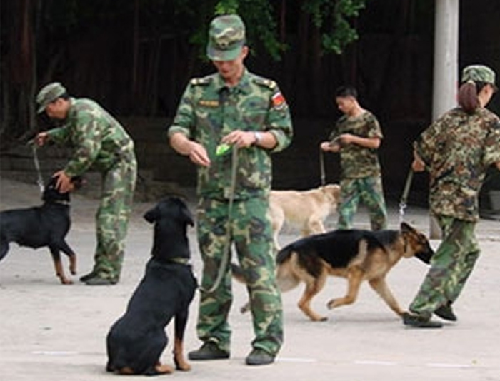 犬防服務